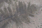 Fern Engraving