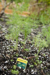 Fern Leaf Dill at Fruit and Spice Park