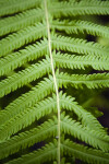 Fern Leaves Close-Up