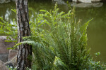 Fern near the Trunk of a Pine Tree