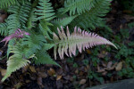 Fern With Green and Pink Leaves