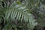 Fern with Pinnate, Serrated Leaves