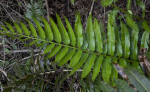 Fern with Pinnate, Shiny Leaves