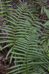 Fern with Serrated, Pinnate Leaves