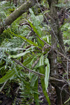 Fern with Simple, Shiny Leaves