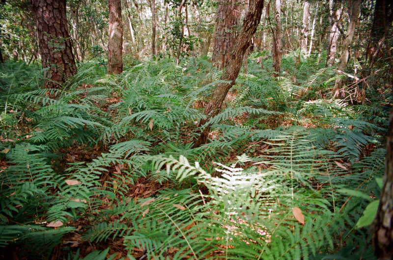 Ferns Along the Fort Caroline Nature Trail