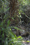 Ferns and a Cabbage Palm Trunk