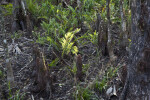 Ferns and Cypress Knees at Big Cypress National Preserve