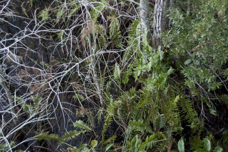 Ferns and Dwarf Bald Cypresses
