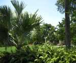 Ferns and Palmetto