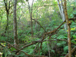 Ferns and Trees