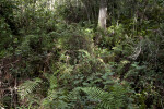 Ferns, Aroids, and Branches Along Big Cypress Bend Boardwalk