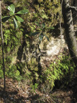 Ferns at Cave Entrance