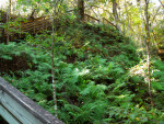 Ferns at Devil's Millhopper