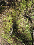 Ferns at Falling Waters