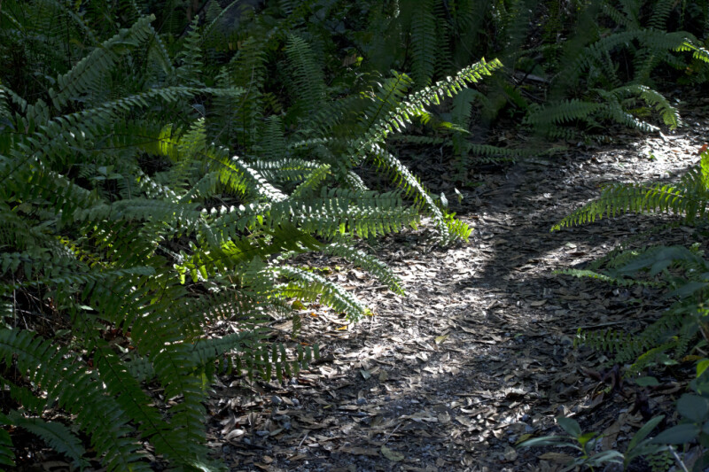 Ferns at Tree Snail Hammock of Big Cypress National Preserve