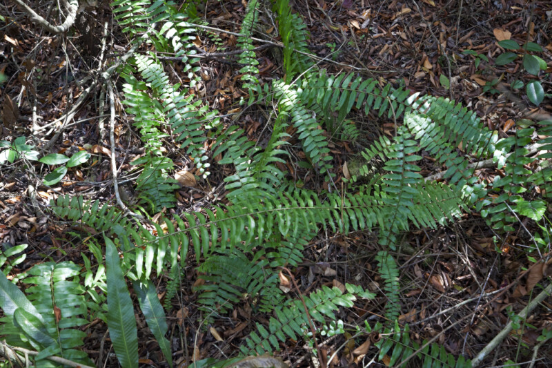 Ferns Growing Amongst Fallen Leaves and Branches