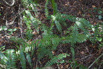 Ferns Growing Amongst Fallen Leaves and Branches