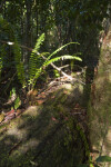 Ferns Growing near Nursery Log