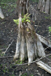 Ferns Growing out of the Top of a Cypress Knee