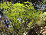 Ferns in Sun