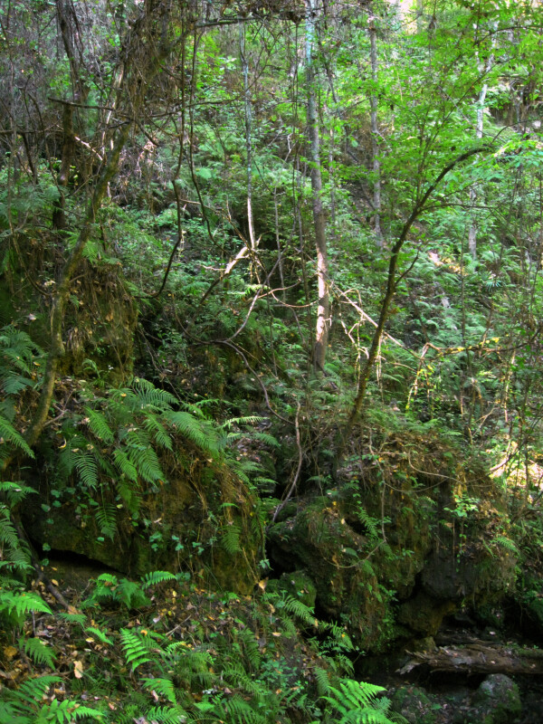 Ferns on Rocks