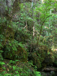 Ferns on Rocks