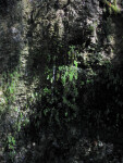 Ferns on Sinkhole Wall