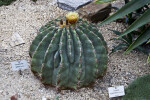 Ferocactus Pottsii