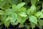 Fever Tree Leaves