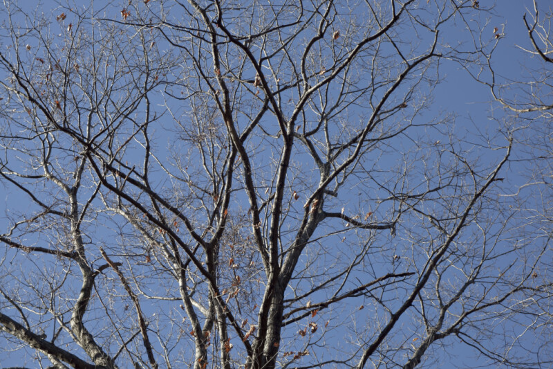 Few Leaves on Tree Branches at Boyce Park