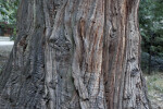 Fibrous, Gray-Brown Tree Bark