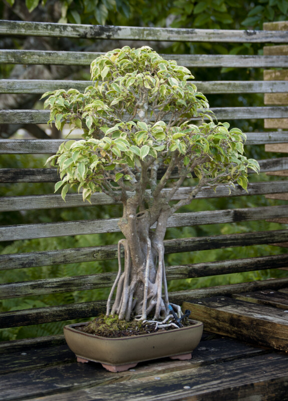 Ficus Bonsai Tree in a Light Brown Container