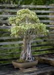 Ficus Bonsai Tree in a Light Brown Container