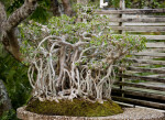 Ficus Bonsai Tree with Entangled Root System
