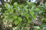 Ficus Sp. Leaves