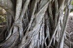 Ficus Sp. Trunk