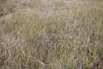 Field of Sawgrass at Shark Valley of Everglades National Park