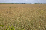 Field of Sawgrass Blowing in the Wind
