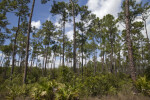 Field of Slash Pines Pictured at Long Pine Key of Everglades National Park