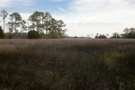 Field of Tall Grass