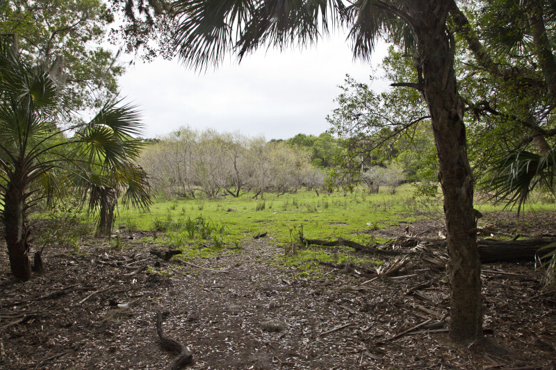 Field with Trees at Myakka River State Park