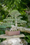 Fig Bonsai Tree at the Morikami Japanese Garden