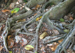 Fig Roots