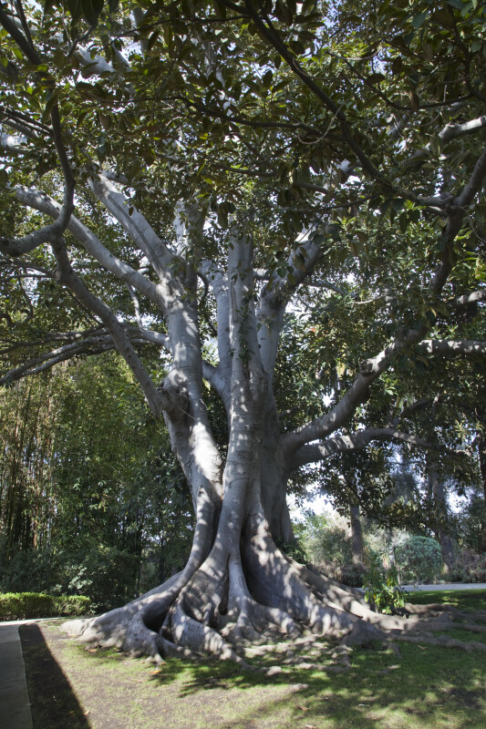 Fig Tree at the Rancho Los Alamitos Historic Ranch and Gardens