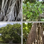 Fig/Ficus Trees photographs