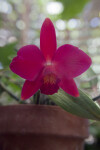 Fire Lighter Orchid Flower
