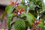 Firebush at Shark Valley of Everglades Park