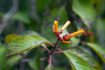 Firebush Flowers