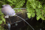 Fish Fountain